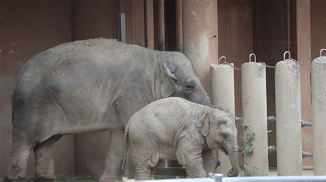 動物園 デート 付き合う 前|上野動物園のおすすめデートプランを細かく解説！ .